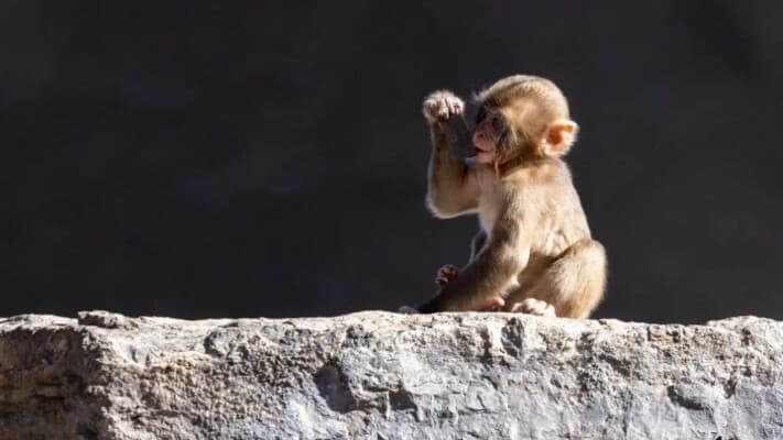 Why do monkeys care for other animals