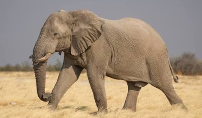 Elephant Rampage Disrupts Festival
