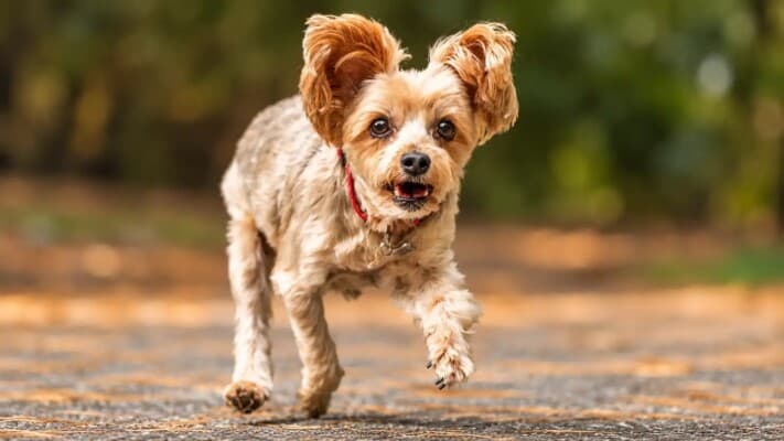 Rescue dog with no leg wins global honor