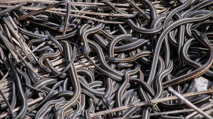 Canadian town Faces Snake Invasion