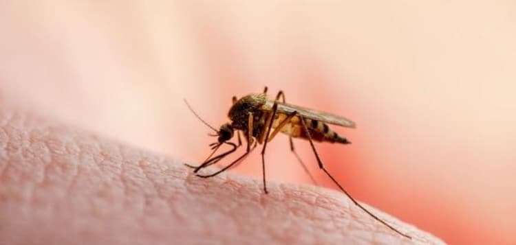 Entomologist creates blood meal for mosquitoes