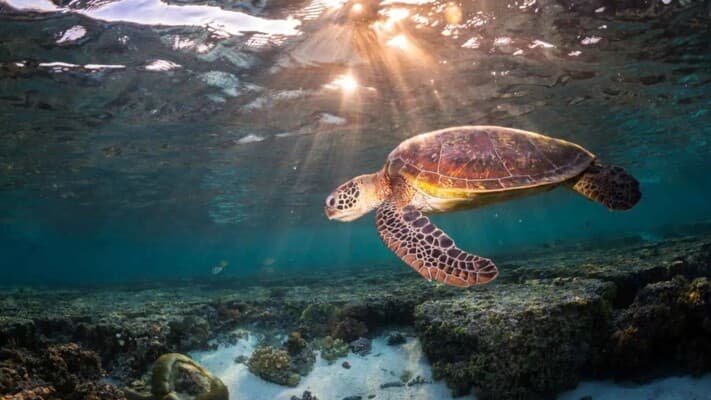 Hawaii Experience and Guidelines