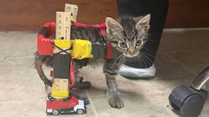 Gelato the cat resists wheelchair confinement