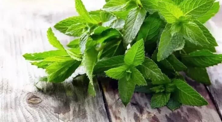 رائحة النعناع قبل الأكل قد تؤثر على الشهية