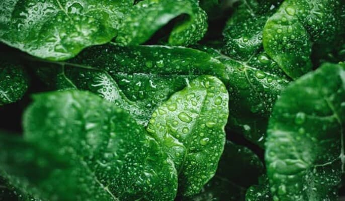 Reasons for increased leafy greens in fall