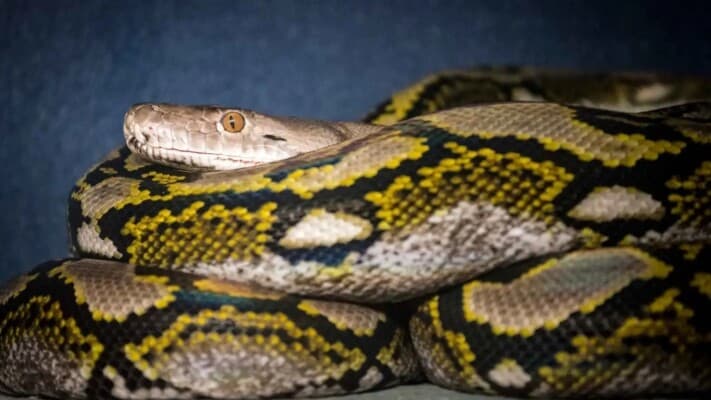 Hero survives 6-meter snake encounter