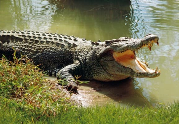 He Attempted to Feed Crocodile Unexpected Outcome