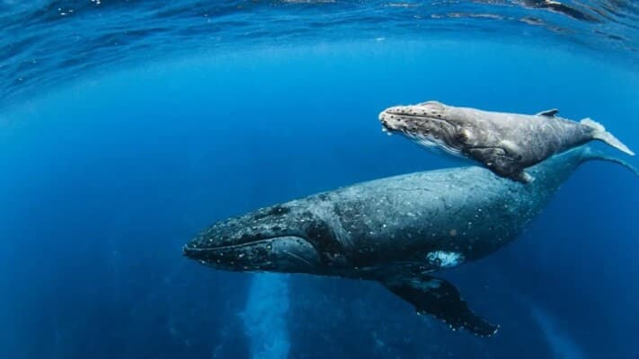 Rare humpback whale birth filmed off Australia