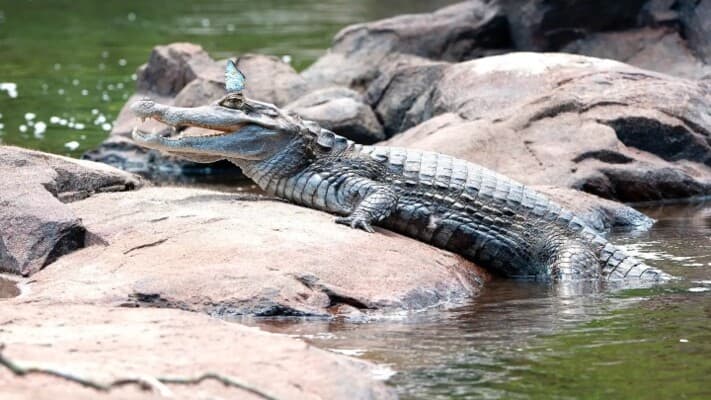 She kept a crocodile at home for three years