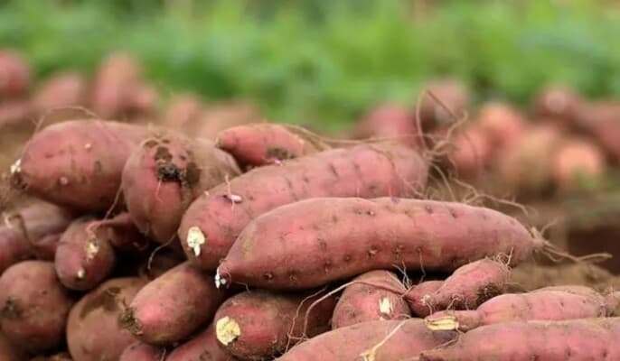 لماذا أصبحت البطاطا الحلوة خيارًا مفضلًا في الأنظمة الصحية؟