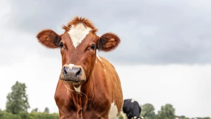 Man Risks Life to Save Cow