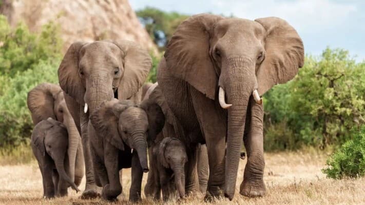 Do elephants avoid food temptation