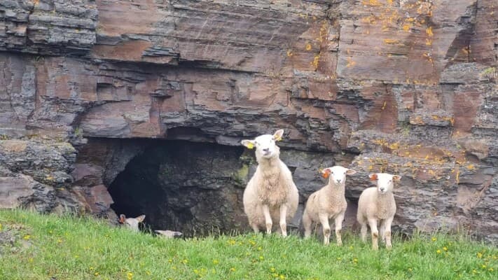 Sheep pasture uncovers 560-million-year-old discovery