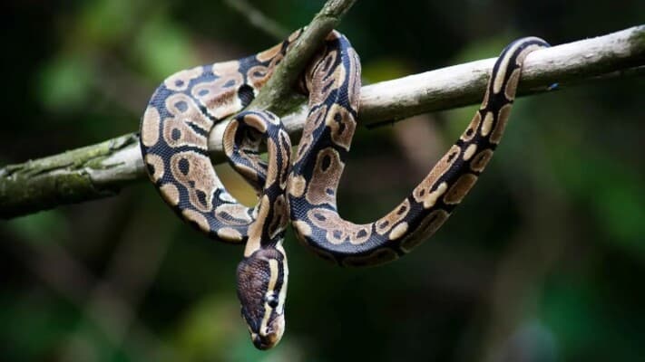 Muscat Airport Stops Snake Smuggling