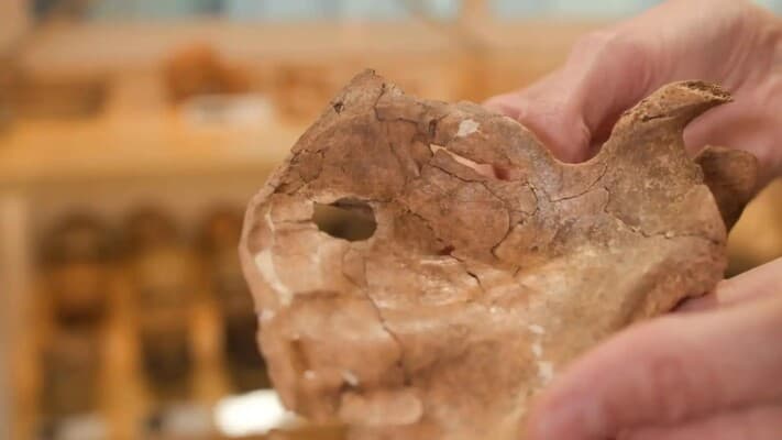 Ancient Findings Show Early Human Violence