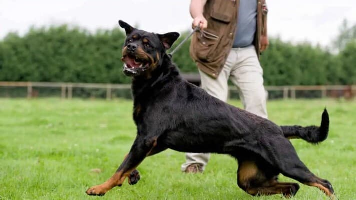Dog bite causes death and reveals shocking find