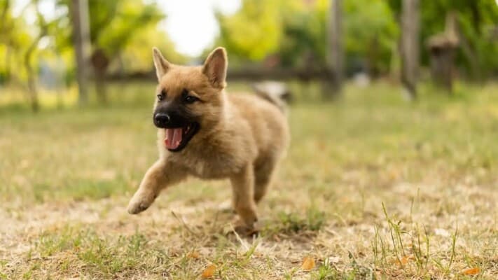 Woman runs over puppy under her car