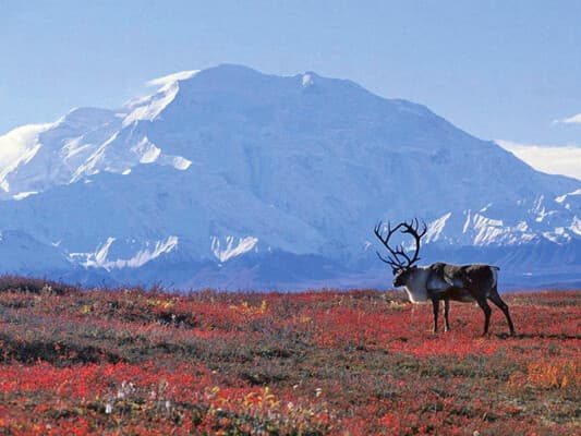 Unidentified bacteria found in Siberia