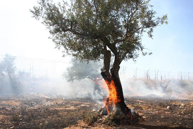 UN: West Bank settler attacks rise