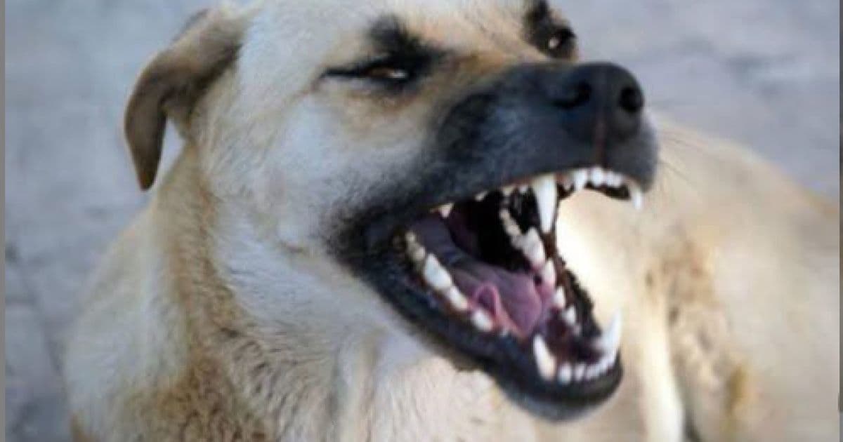 Child bitten by stray dog in Aqaba