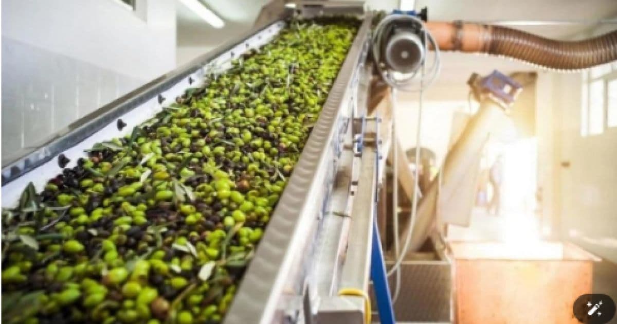 Olive Oil Presses Opening on 15th