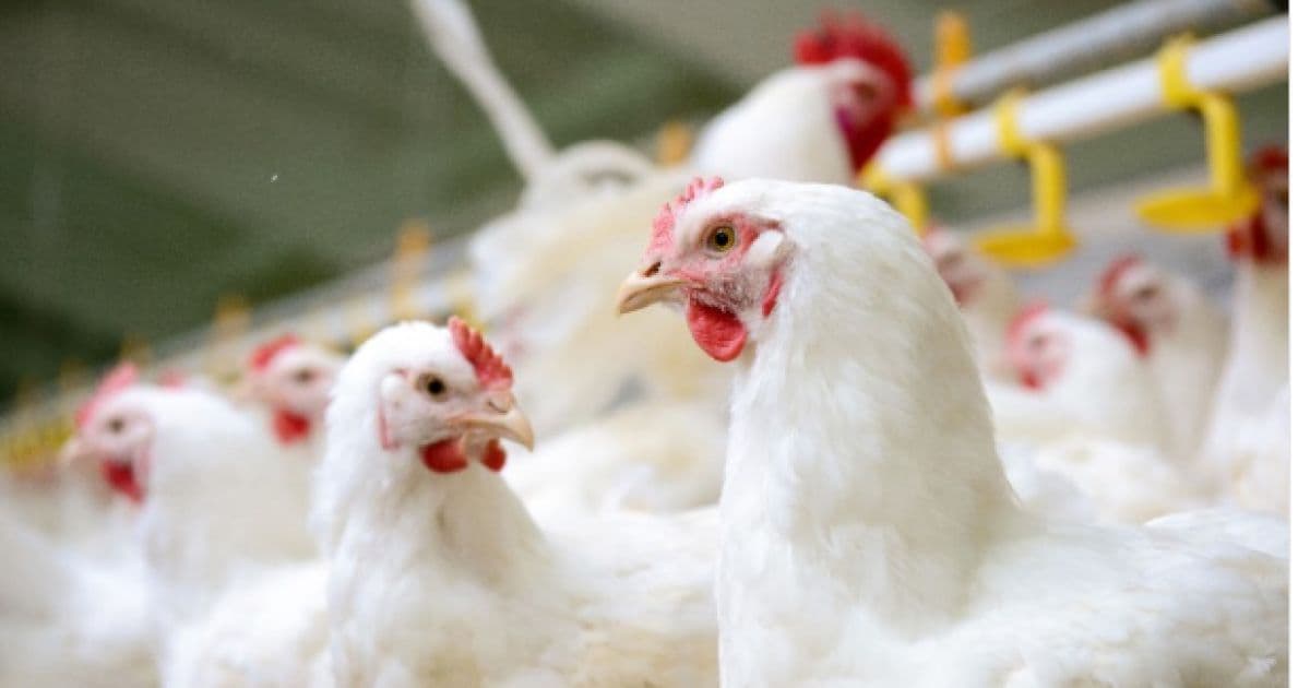 October poultry output drops to 14,000 tons