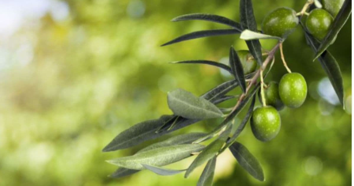 Oil Mill Head Urges Pause in Olive Picking