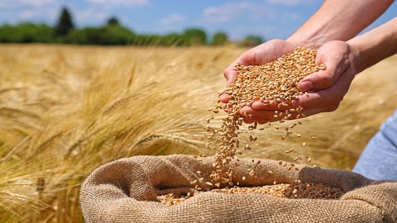 Industry announces barley tender