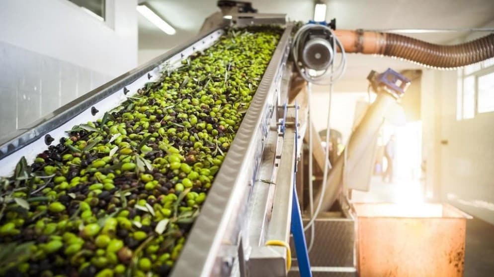 Ministry of Agriculture Announces Olive Oil Prices for Jordanians