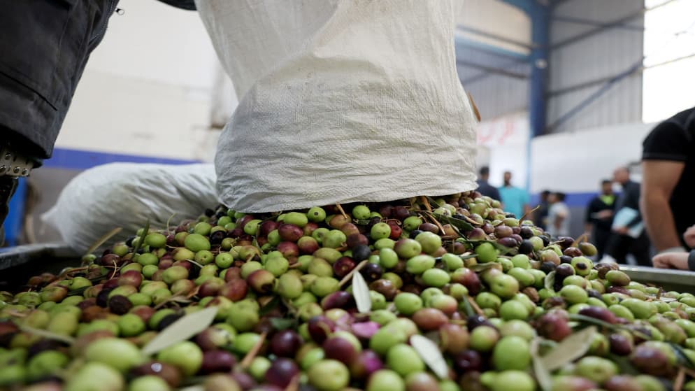 Jerash anticipates 60,000 tons of olives