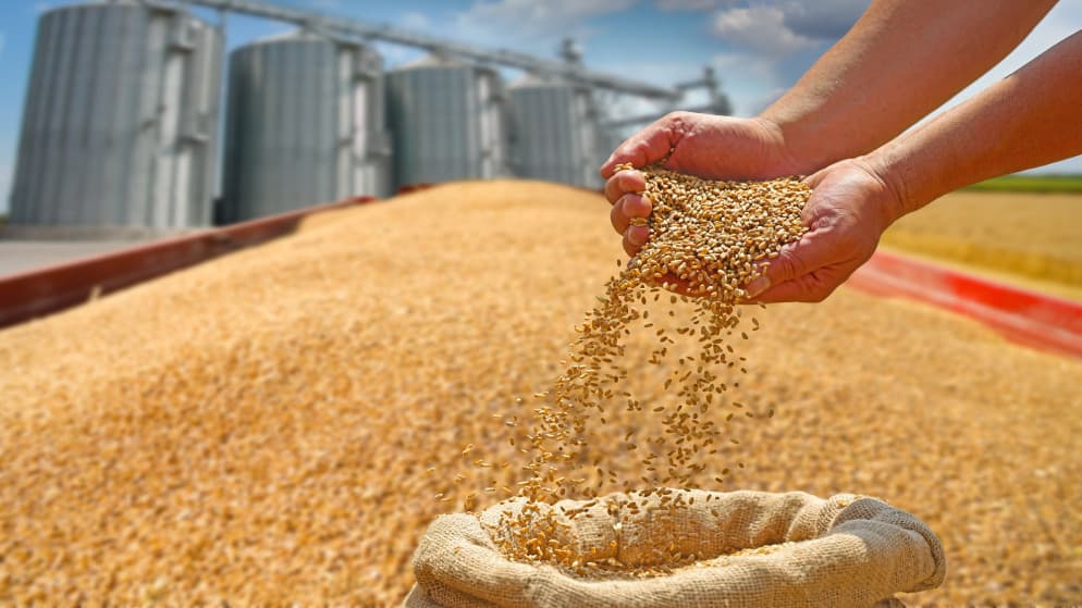 Barley purchase tender announced