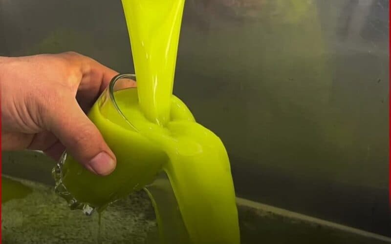 Jordan increases wages in olive harvest