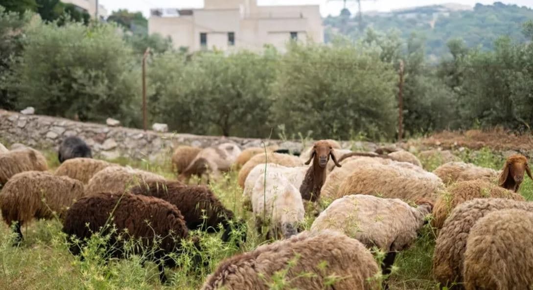 Meat Prices and Feed Shortage