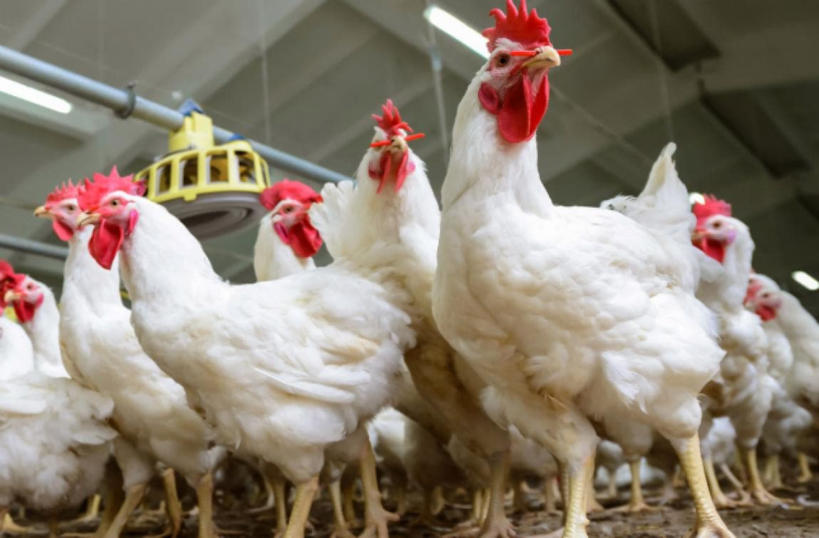 Agriculture Committee Plans to Halt Poultry Imports
