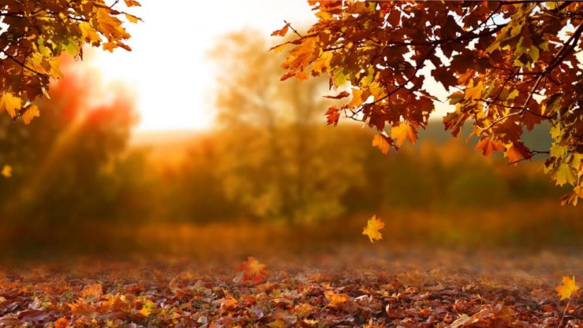 Sunday brings mild weather with light rain in the north
