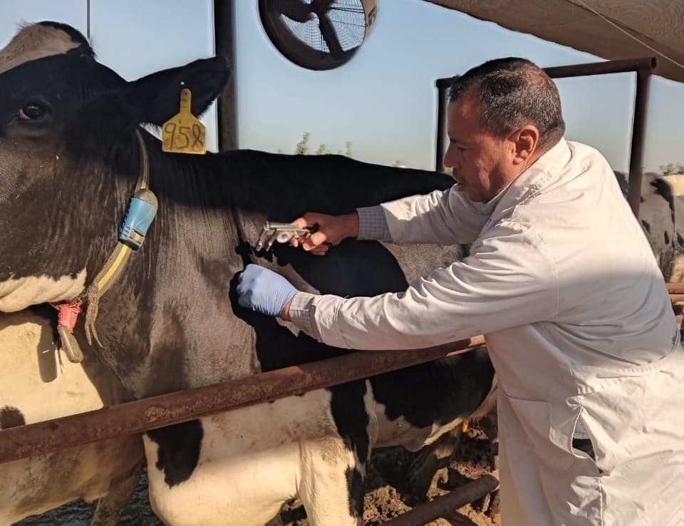 بيطري الغربية يجهز لتحصين المواشي