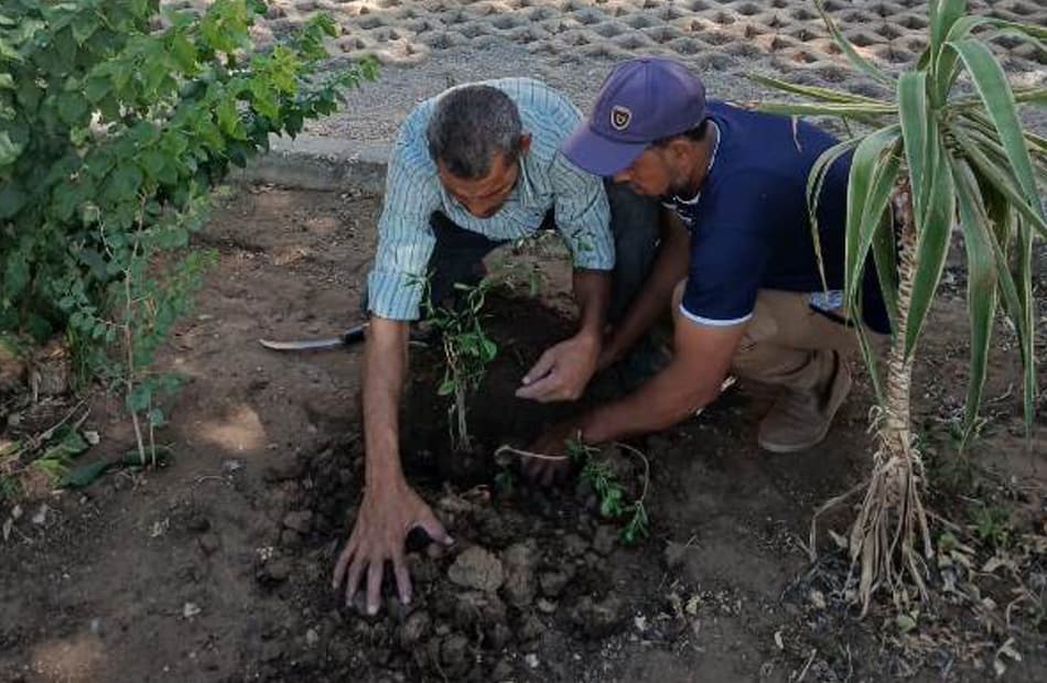 زراعة 200 شتلة لتعزيز المساحات الخضراء بسوهاج