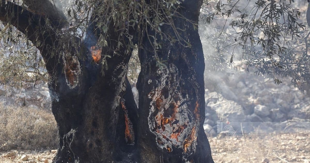 Clashes in Anata as settlers burn trees