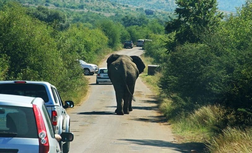 Global image shows female elephant's rare behavior after losing calf