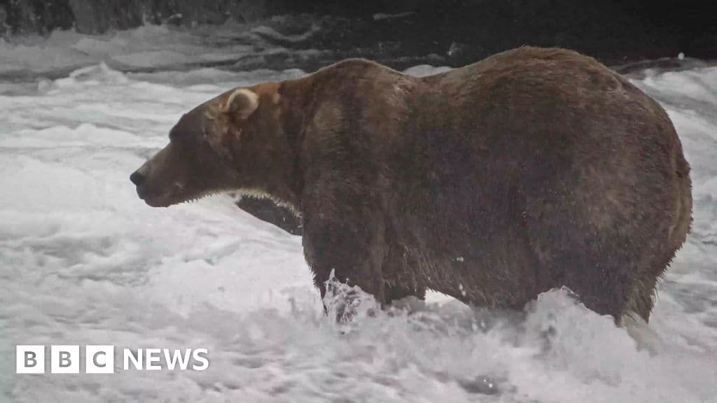 Alaska's Fat Bear Week Champion