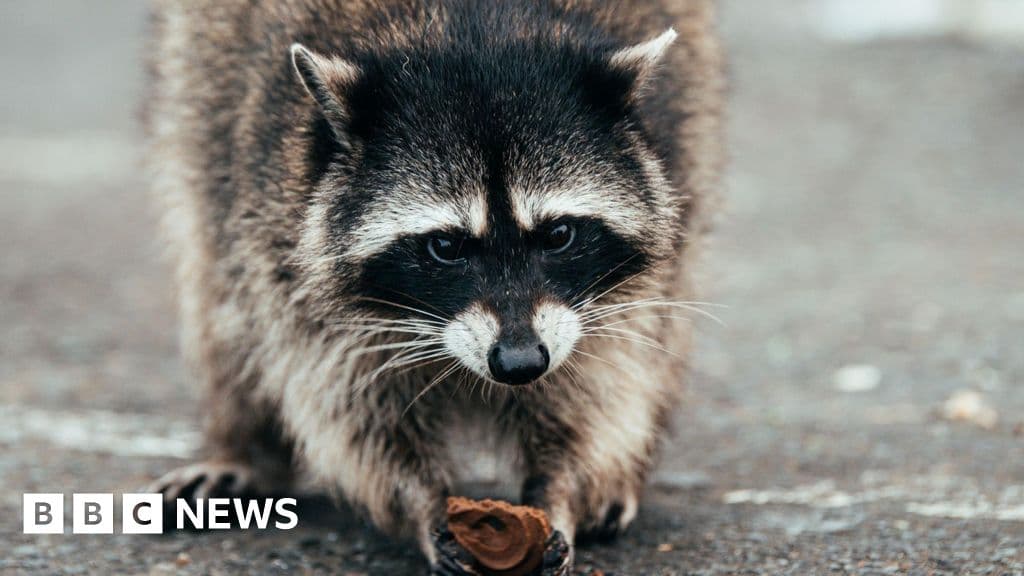 Jimothy the raccoon becomes viral meme