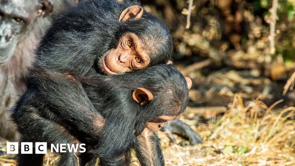 Great Apes Use Touch to Maintain Peace