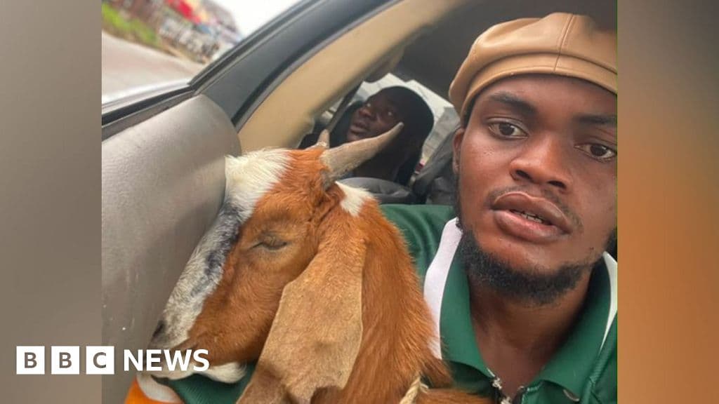 Nigerian goat becomes viral graduation gift