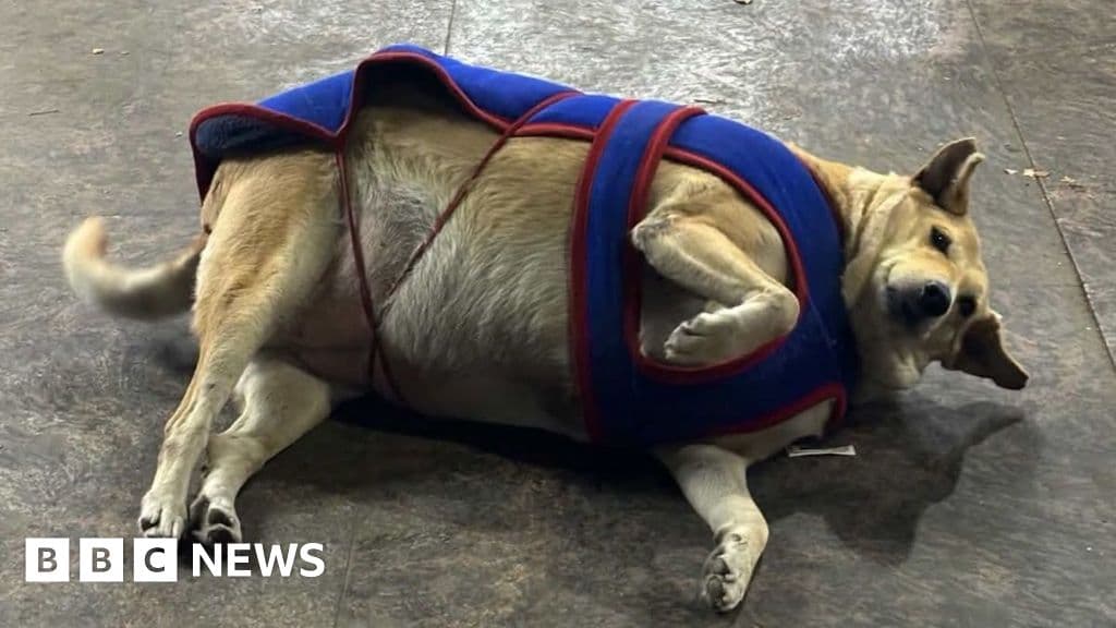 Delhi's heavyset dogs attract election attention