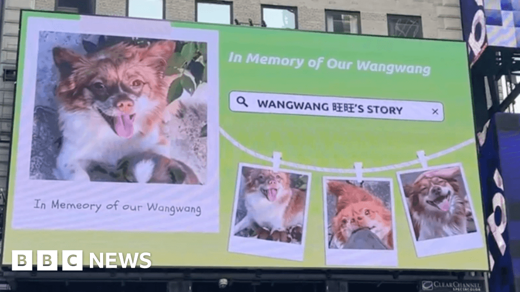 China's animal advocates go international
