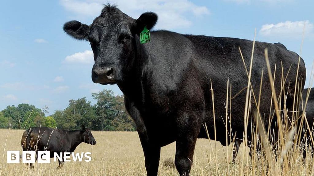 Factors Behind Record US Beef Prices