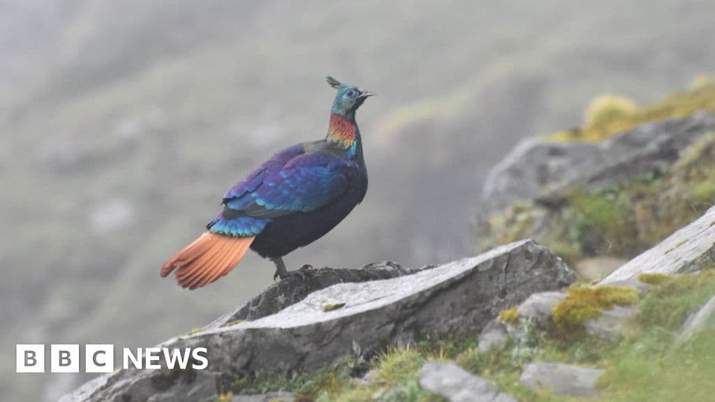 Himalayan bird's song altered by humans