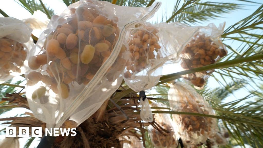 West Bank farmers assess UK sanctions on settlers