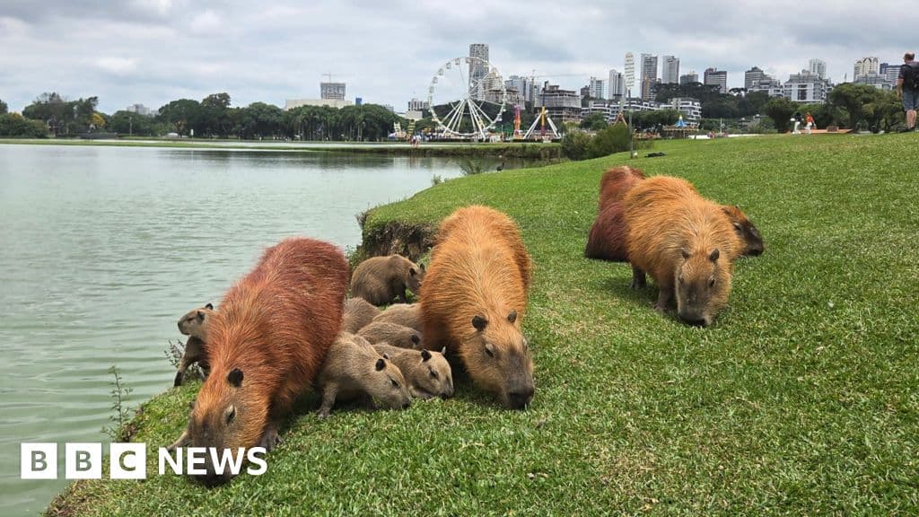 Capybaras' Rising Popularity