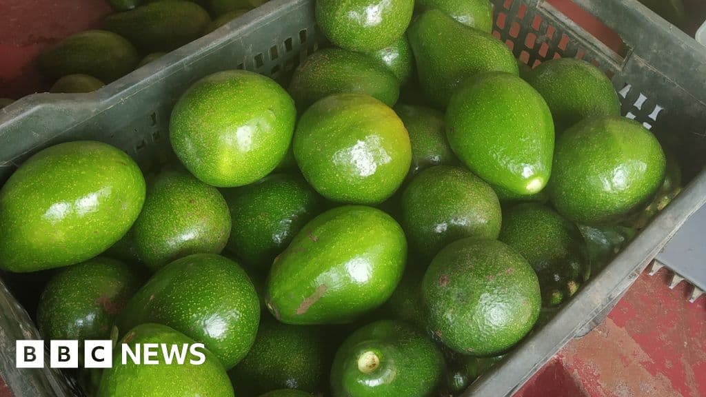 Indian farmers face avocado shortages